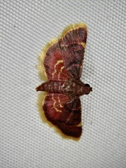 Hypsopygia regina