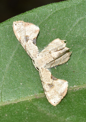 Epipleminae