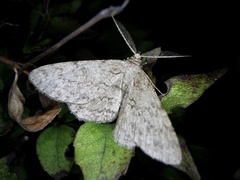 Hypomecis punctinalis conferenda