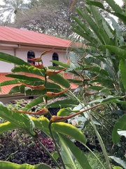 Heliconia latispatha image
