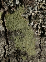 Lecanora expallens