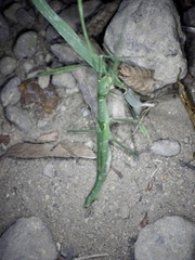 Micadina phluctainoides