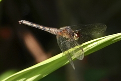 Erythrodiplax fervida