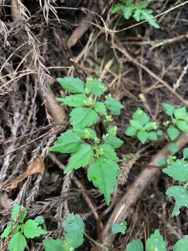 Ganggye clearweed (Achudemia japonica)