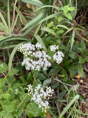 Ageratina jucunda