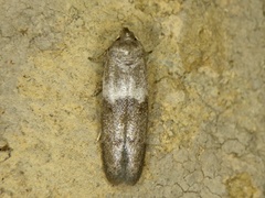 Neoblastobasis spiniharpella