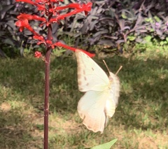 Phoebis philea