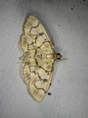 Syllepte fuscomarginalis