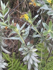 Lasiosiphon splendens