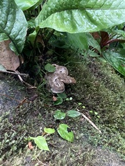 Bothriechis schlegelii