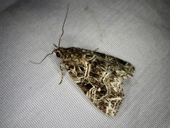 Callopistria albolineola