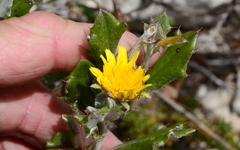 Berkheya coriacea