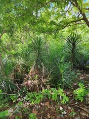 Yucca aloifolia