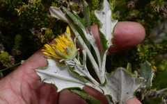Berkheya coriacea