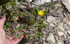 Berkheya coriacea