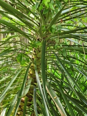Yucca aloifolia