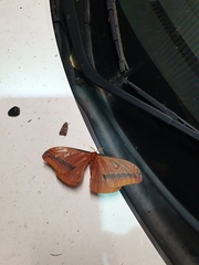 Opodiphthera loranthi