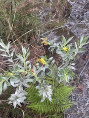 Lasiosiphon splendens