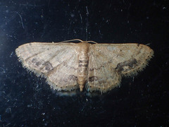 Idaea chotaria