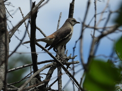 Mimus triurus