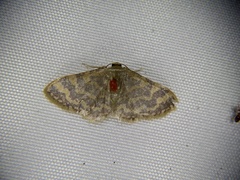 Idaea auricruda