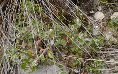 Berkheya coriacea