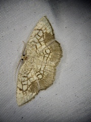 Cabera griseolimbata