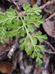 Asplenium dareoides