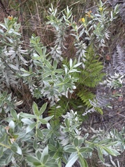 Lasiosiphon splendens