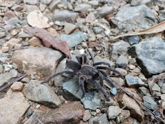 Chilobrachys
