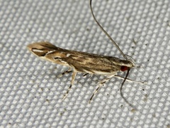 Pyroderces