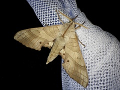 Marumba sperchius sperchius