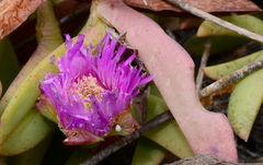 Carpobrotus