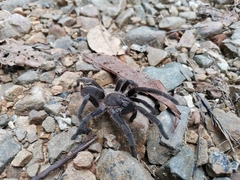 Chilobrachys