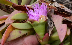 Carpobrotus