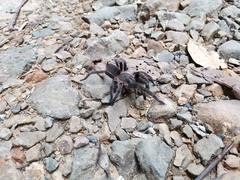 Chilobrachys