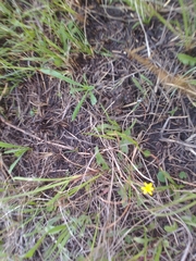 Hypoxis angustifolia