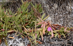 Carpobrotus