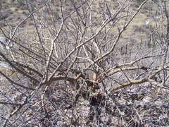 Fouquieria diguetii