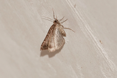 Larentiinae