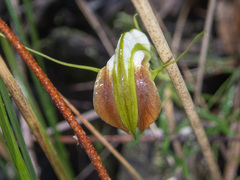 Pterostylis grandiflora