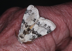 Iropoca rotundata