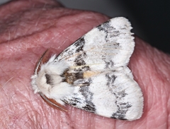Iropoca rotundata
