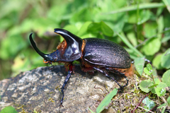 Heterogomphus schoenherri