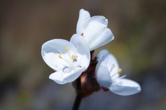 Libertia chilensis