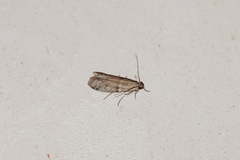 Ephestia woodiella