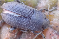 Asiopus minimus