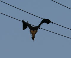 Pteropus conspicillatus