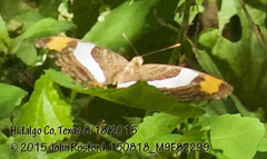 Adelpha fessonia