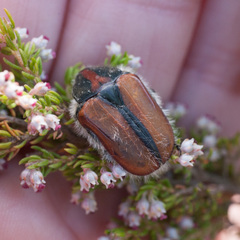 Trichostetha signata